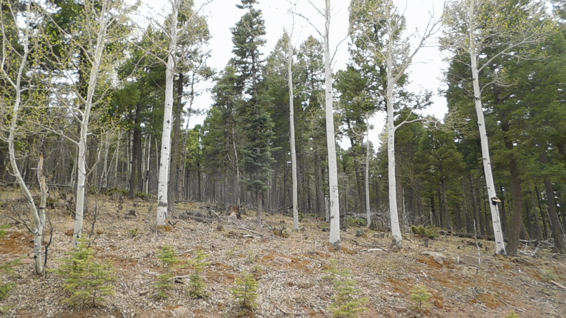 Angel Fire Chalets Lot 501 Vail Loop North Country Real Estate