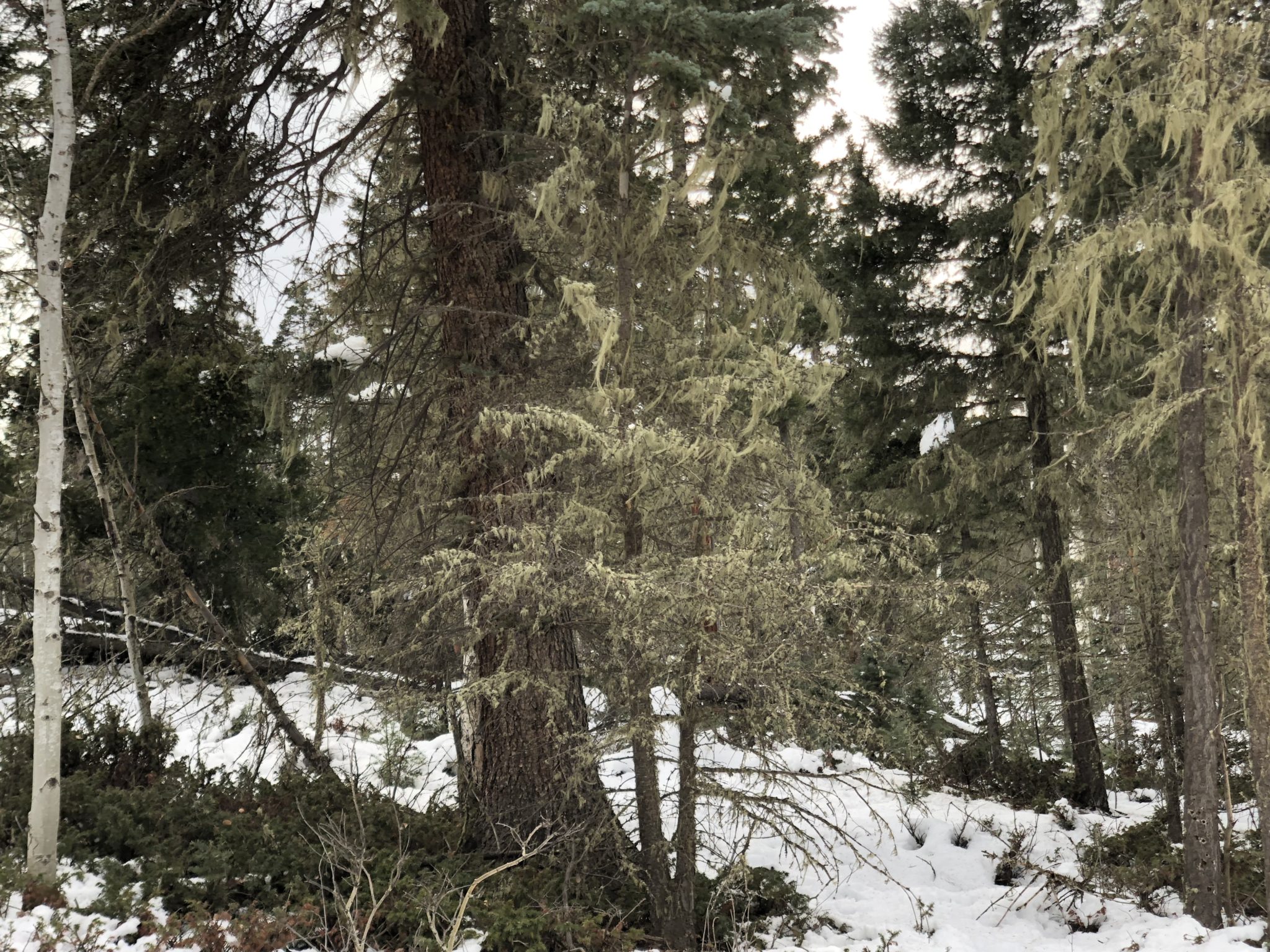 Angel Fire Country Club 1, Lot 129 North Country Real Estate