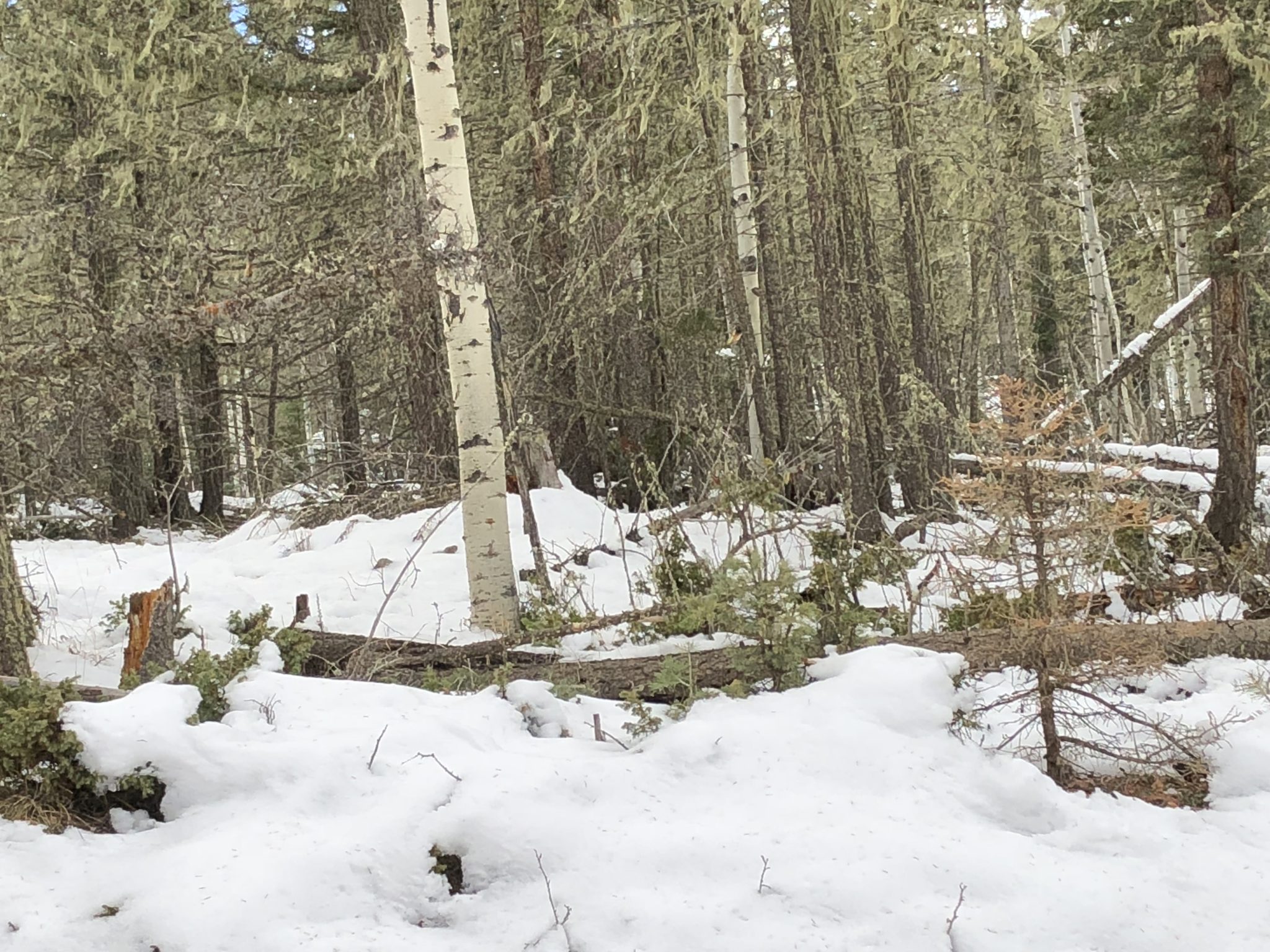 Angel Fire Country Club 1, Lot 129 North Country Real Estate