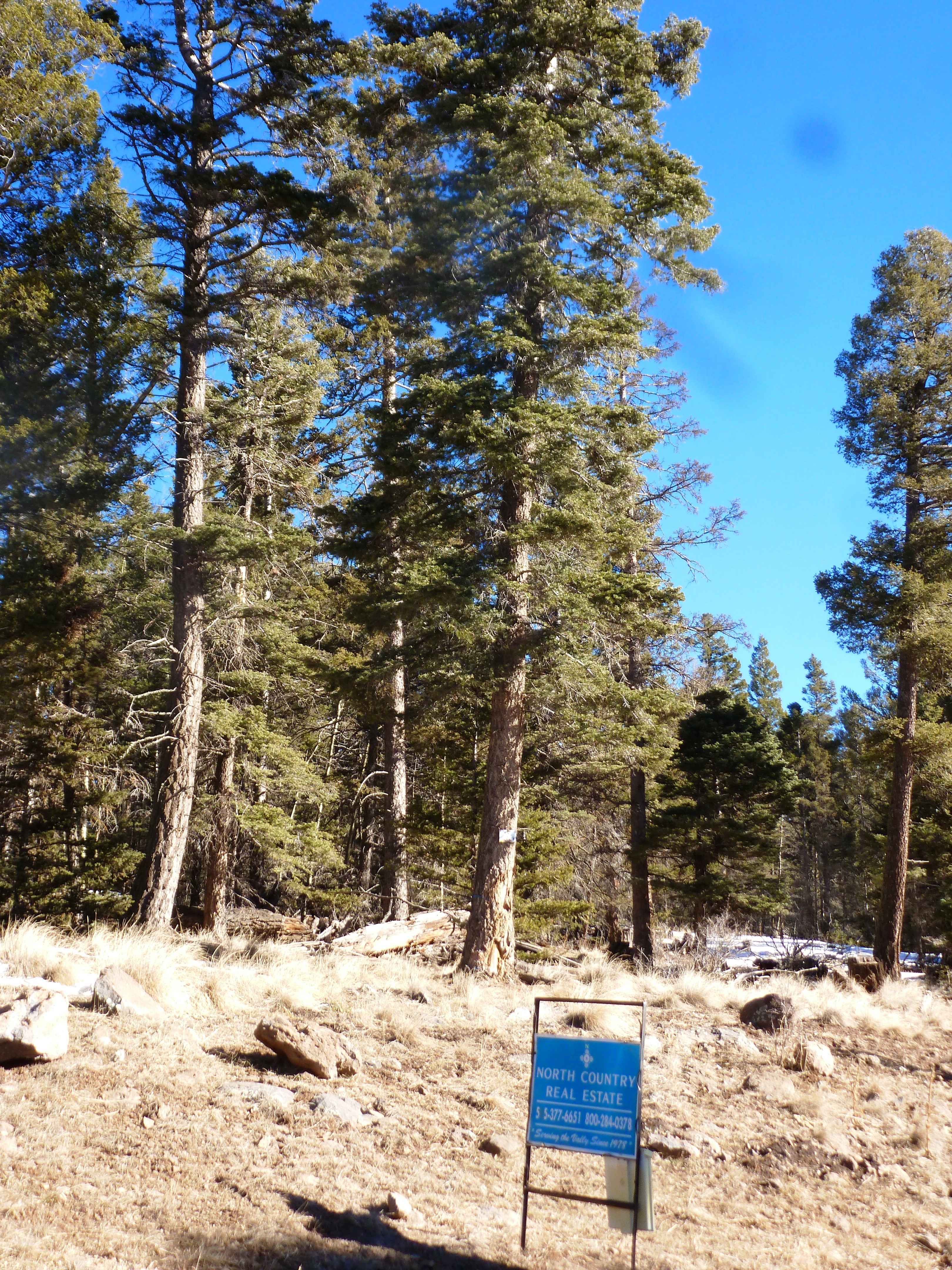 Angel Fire Chalets II Lot 1386 North Country Real Estate