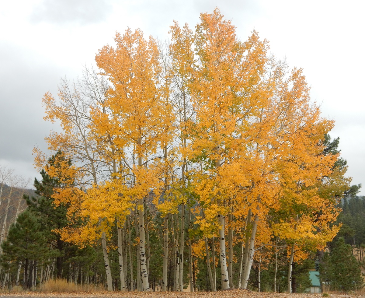 Angel Fire Chalets II Lot 1386 North Country Real Estate