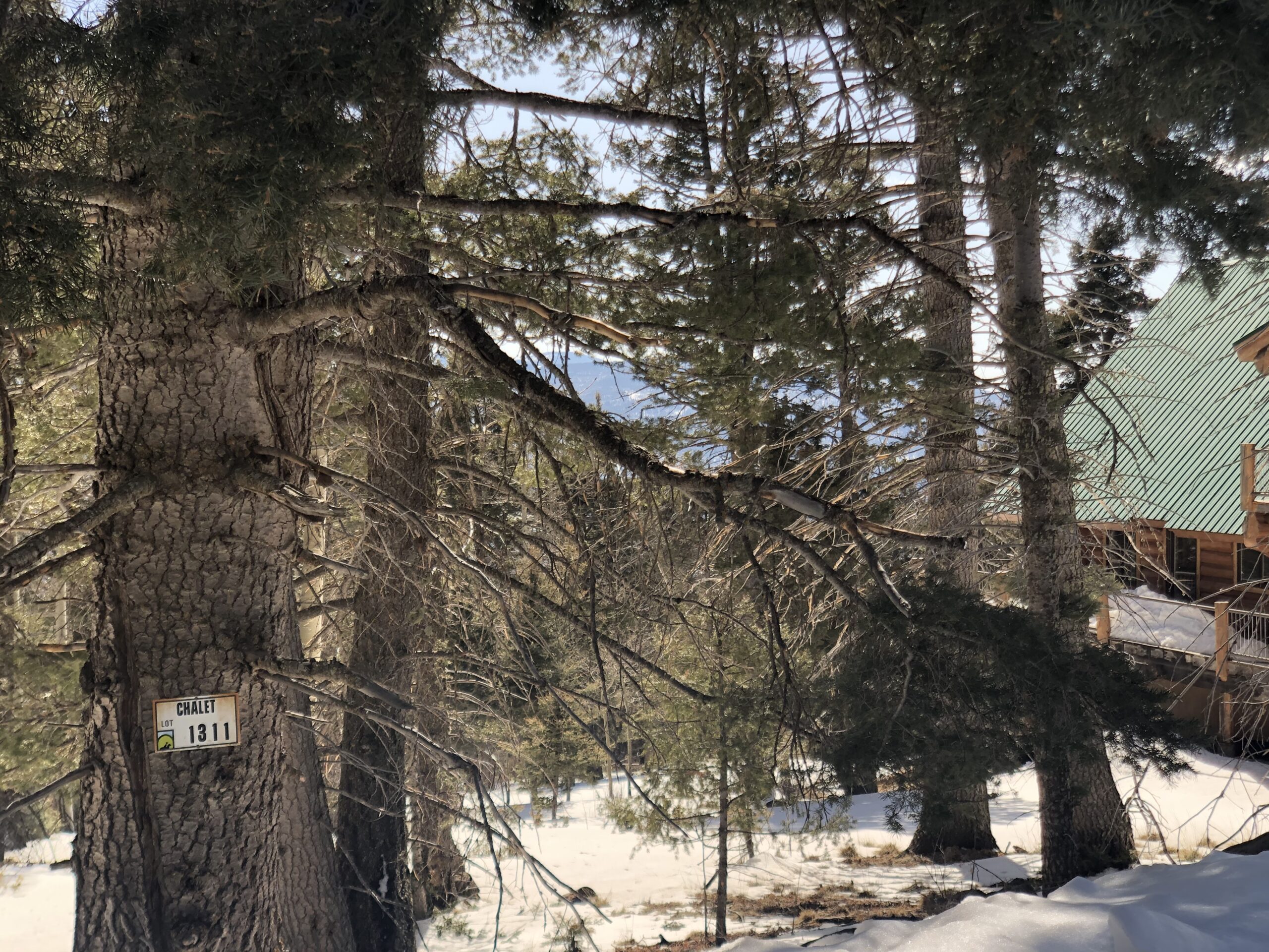 .77 Acres in Angel Fire Chalets North Country Real Estate