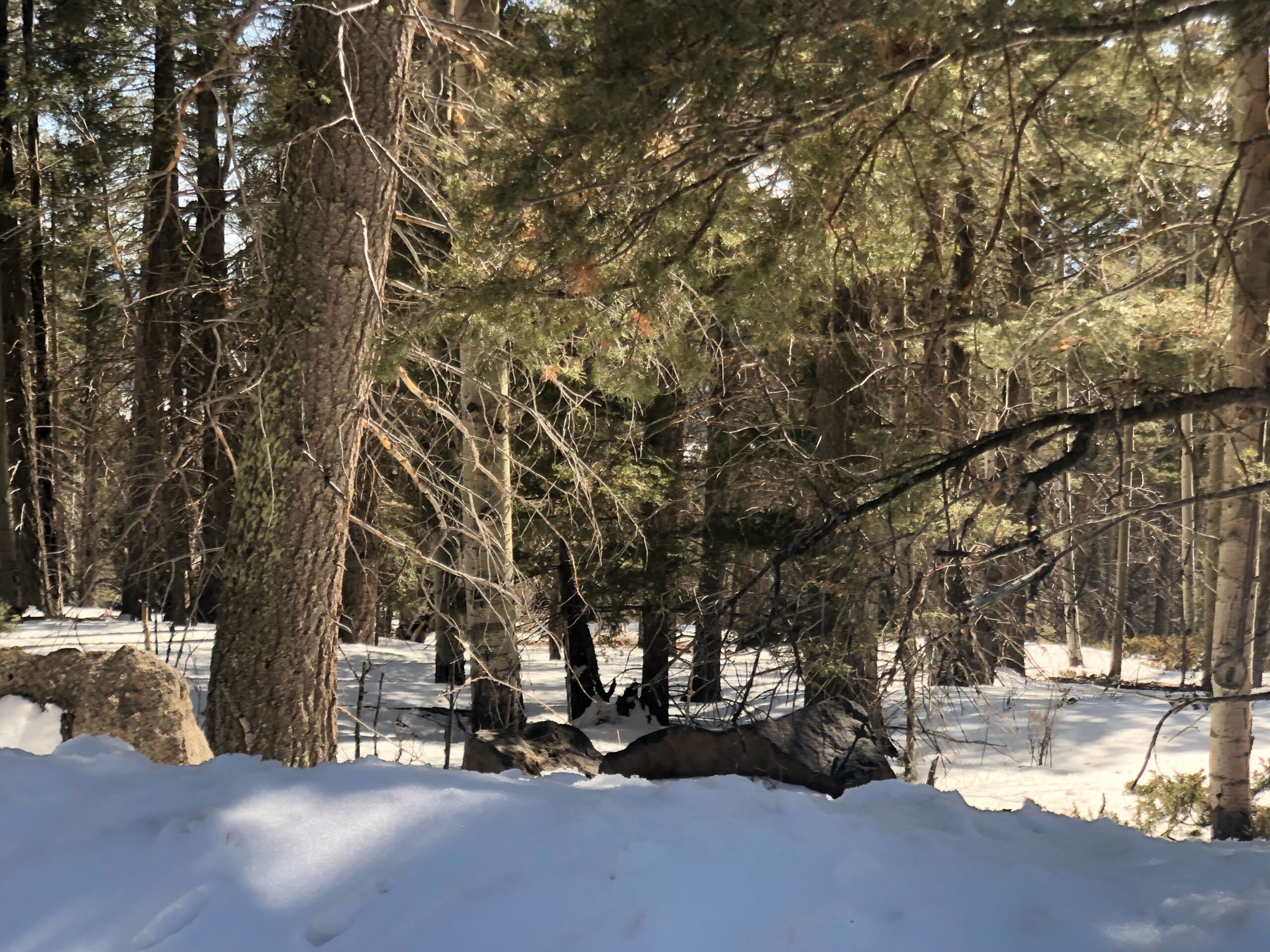 .77 Acres in Angel Fire Chalets North Country Real Estate