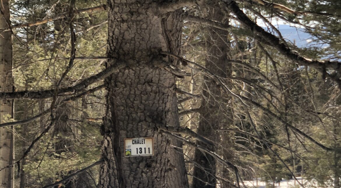 .77 Acres in Angel Fire Chalets North Country Real Estate