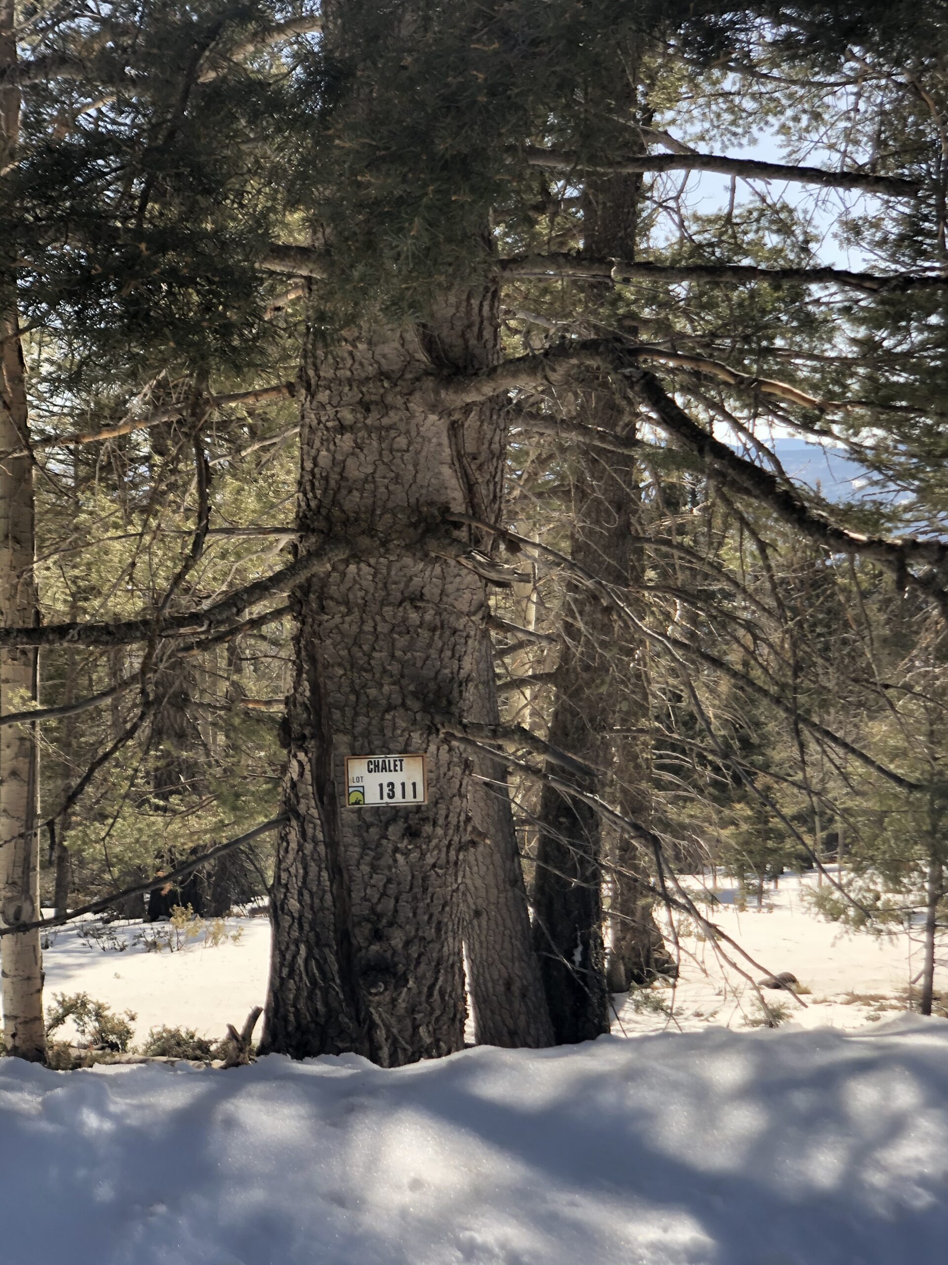 .77 Acres in Angel Fire Chalets North Country Real Estate