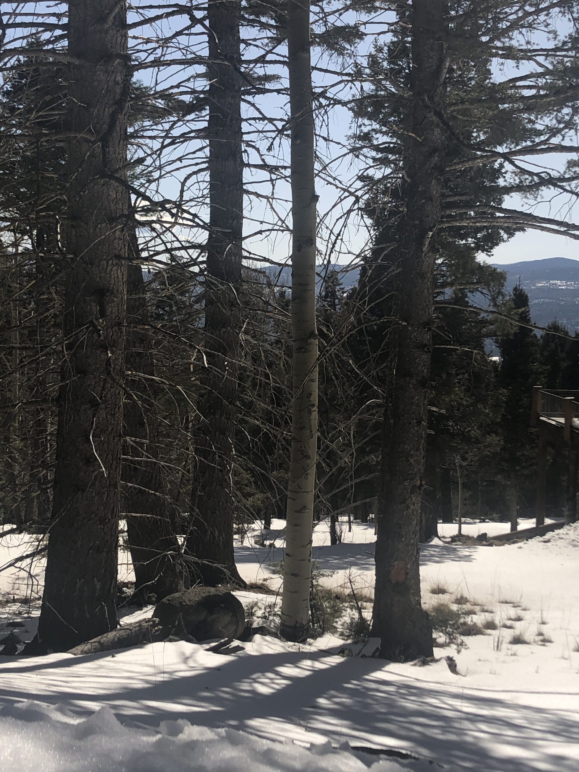 .77 Acres in Angel Fire Chalets North Country Real Estate