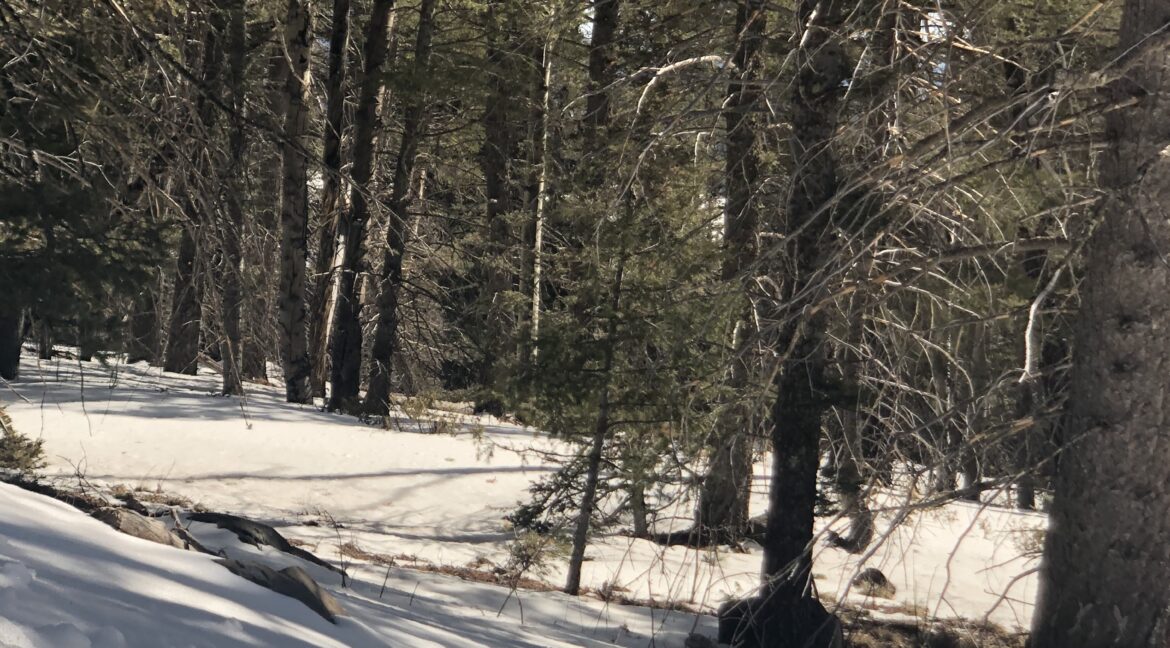 .77 Acres in Angel Fire Chalets North Country Real Estate